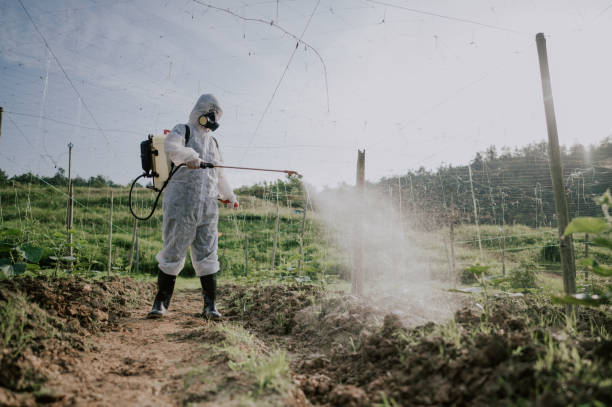 Best Mosquito Control Services  in Homestead Meadows South, TX