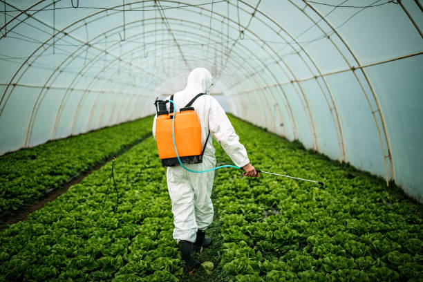 Best Pest Removal Services  in Homestead Meadows South, TX