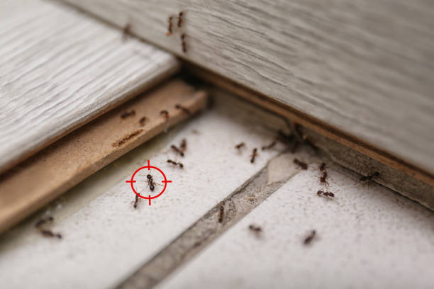 Flea Control Services in Homestead Meadows South, TX