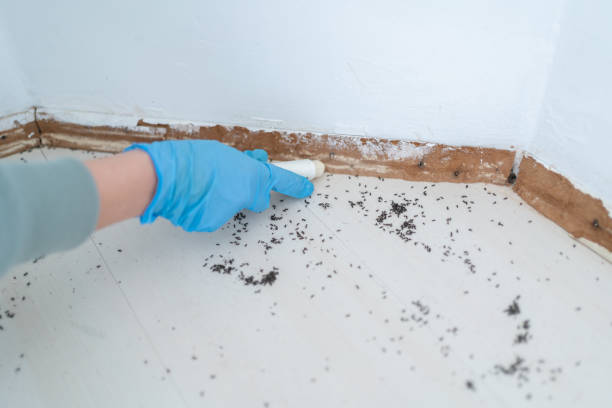 Best Rat Extermination Near Me  in Homestead Meadows South, TX